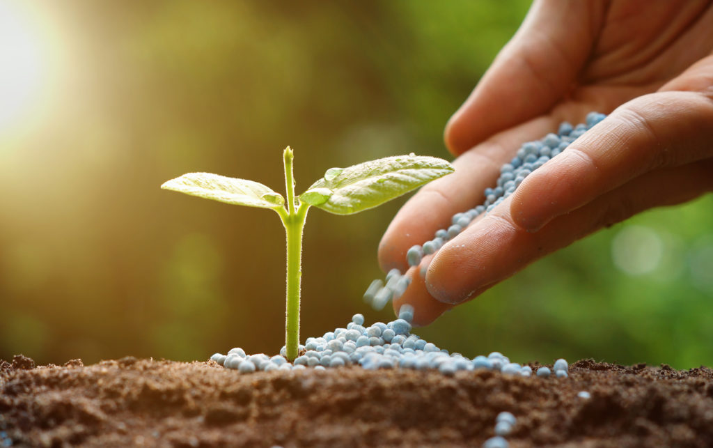 hand of a farmer giving fertilizer to young baby plants seedling in germination sequence on fertile soil with natural green background
